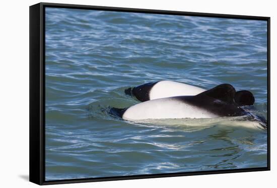 Adult Commerson's Dolphins (Cephalorhynchus Commersonii)-Michael Nolan-Framed Stretched Canvas