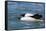 Adult Commerson's Dolphins (Cephalorhynchus Commersonii)-Michael Nolan-Framed Stretched Canvas