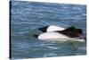 Adult Commerson's Dolphins (Cephalorhynchus Commersonii)-Michael Nolan-Stretched Canvas