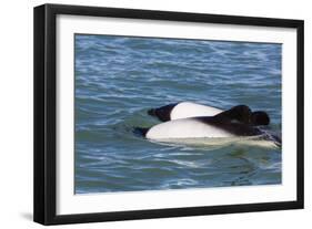 Adult Commerson's Dolphins (Cephalorhynchus Commersonii)-Michael Nolan-Framed Photographic Print