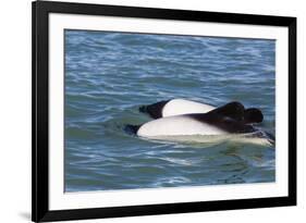 Adult Commerson's Dolphins (Cephalorhynchus Commersonii)-Michael Nolan-Framed Photographic Print