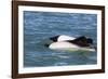 Adult Commerson's Dolphins (Cephalorhynchus Commersonii)-Michael Nolan-Framed Photographic Print