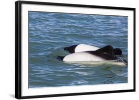 Adult Commerson's Dolphins (Cephalorhynchus Commersonii)-Michael Nolan-Framed Photographic Print