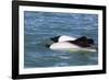 Adult Commerson's Dolphins (Cephalorhynchus Commersonii)-Michael Nolan-Framed Photographic Print