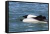 Adult Commerson's Dolphins (Cephalorhynchus Commersonii)-Michael Nolan-Framed Stretched Canvas