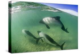 Adult Commerson's Dolphins (Cephalorhynchus Commersonii)-Michael Nolan-Stretched Canvas