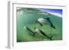 Adult Commerson's Dolphins (Cephalorhynchus Commersonii)-Michael Nolan-Framed Photographic Print