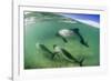 Adult Commerson's Dolphins (Cephalorhynchus Commersonii)-Michael Nolan-Framed Photographic Print