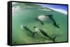 Adult Commerson's Dolphins (Cephalorhynchus Commersonii)-Michael Nolan-Framed Stretched Canvas