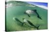 Adult Commerson's Dolphins (Cephalorhynchus Commersonii)-Michael Nolan-Stretched Canvas