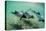 Adult Commerson's Dolphins (Cephalorhynchus Commersonii)-Michael Nolan-Stretched Canvas