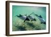 Adult Commerson's Dolphins (Cephalorhynchus Commersonii)-Michael Nolan-Framed Photographic Print