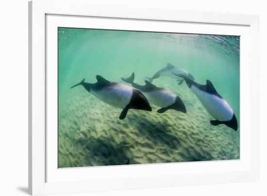 Adult Commerson's Dolphins (Cephalorhynchus Commersonii)-Michael Nolan-Framed Photographic Print