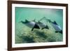 Adult Commerson's Dolphins (Cephalorhynchus Commersonii)-Michael Nolan-Framed Photographic Print