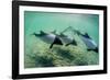 Adult Commerson's Dolphins (Cephalorhynchus Commersonii)-Michael Nolan-Framed Photographic Print