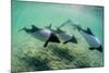 Adult Commerson's Dolphins (Cephalorhynchus Commersonii)-Michael Nolan-Mounted Photographic Print