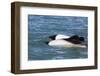 Adult Commerson's Dolphins (Cephalorhynchus Commersonii)-Michael Nolan-Framed Photographic Print