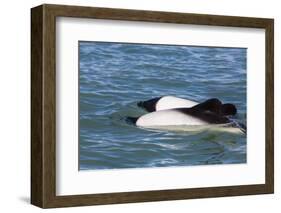 Adult Commerson's Dolphins (Cephalorhynchus Commersonii)-Michael Nolan-Framed Photographic Print