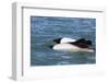 Adult Commerson's Dolphins (Cephalorhynchus Commersonii)-Michael Nolan-Framed Photographic Print