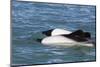 Adult Commerson's Dolphins (Cephalorhynchus Commersonii)-Michael Nolan-Mounted Photographic Print