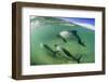 Adult Commerson's Dolphins (Cephalorhynchus Commersonii)-Michael Nolan-Framed Photographic Print