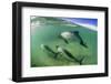 Adult Commerson's Dolphins (Cephalorhynchus Commersonii)-Michael Nolan-Framed Photographic Print