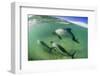 Adult Commerson's Dolphins (Cephalorhynchus Commersonii)-Michael Nolan-Framed Photographic Print