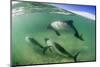 Adult Commerson's Dolphins (Cephalorhynchus Commersonii)-Michael Nolan-Mounted Photographic Print