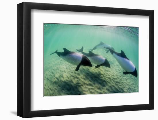 Adult Commerson's Dolphins (Cephalorhynchus Commersonii)-Michael Nolan-Framed Photographic Print