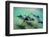 Adult Commerson's Dolphins (Cephalorhynchus Commersonii)-Michael Nolan-Framed Photographic Print