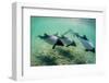 Adult Commerson's Dolphins (Cephalorhynchus Commersonii)-Michael Nolan-Framed Photographic Print