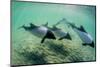 Adult Commerson's Dolphins (Cephalorhynchus Commersonii)-Michael Nolan-Mounted Photographic Print