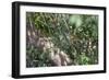 Adult common squirrel monkey (Saimiri sciureus), in the Pacaya-Samiria Nature Reserve, Loreto, Peru-Michael Nolan-Framed Photographic Print