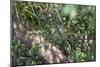 Adult common squirrel monkey (Saimiri sciureus), in the Pacaya-Samiria Nature Reserve, Loreto, Peru-Michael Nolan-Mounted Photographic Print