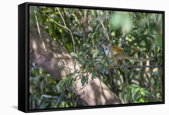 Adult common squirrel monkey (Saimiri sciureus), in the Pacaya-Samiria Nature Reserve, Loreto, Peru-Michael Nolan-Framed Stretched Canvas