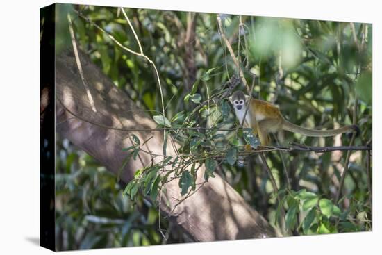 Adult common squirrel monkey (Saimiri sciureus), in the Pacaya-Samiria Nature Reserve, Loreto, Peru-Michael Nolan-Stretched Canvas