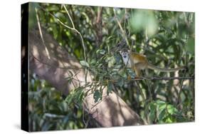 Adult common squirrel monkey (Saimiri sciureus), in the Pacaya-Samiria Nature Reserve, Loreto, Peru-Michael Nolan-Stretched Canvas