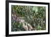 Adult common squirrel monkey (Saimiri sciureus), in the Pacaya-Samiria Nature Reserve, Loreto, Peru-Michael Nolan-Framed Photographic Print