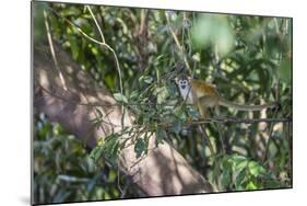 Adult common squirrel monkey (Saimiri sciureus), in the Pacaya-Samiria Nature Reserve, Loreto, Peru-Michael Nolan-Mounted Photographic Print