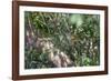 Adult common squirrel monkey (Saimiri sciureus), in the Pacaya-Samiria Nature Reserve, Loreto, Peru-Michael Nolan-Framed Photographic Print