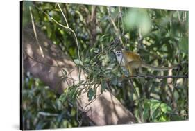 Adult common squirrel monkey (Saimiri sciureus), in the Pacaya-Samiria Nature Reserve, Loreto, Peru-Michael Nolan-Stretched Canvas