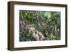 Adult common squirrel monkey (Saimiri sciureus), in the Pacaya-Samiria Nature Reserve, Loreto, Peru-Michael Nolan-Framed Photographic Print