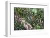 Adult common squirrel monkey (Saimiri sciureus), in the Pacaya-Samiria Nature Reserve, Loreto, Peru-Michael Nolan-Framed Photographic Print