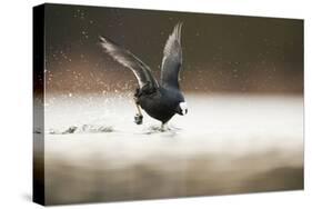 Adult Coot (Fulica Atra) Running on the Surface of a Lake, Derbyshire, England, UK, March 2010-Andrew Parkinson-Stretched Canvas