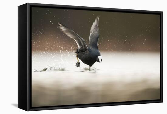 Adult Coot (Fulica Atra) Running on the Surface of a Lake, Derbyshire, England, UK, March 2010-Andrew Parkinson-Framed Stretched Canvas