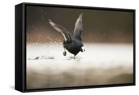 Adult Coot (Fulica Atra) Running on the Surface of a Lake, Derbyshire, England, UK, March 2010-Andrew Parkinson-Framed Stretched Canvas