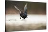 Adult Coot (Fulica Atra) Running on the Surface of a Lake, Derbyshire, England, UK, March 2010-Andrew Parkinson-Stretched Canvas