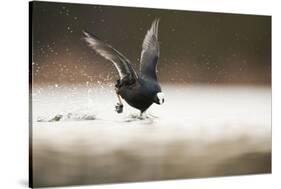 Adult Coot (Fulica Atra) Running on the Surface of a Lake, Derbyshire, England, UK, March 2010-Andrew Parkinson-Stretched Canvas