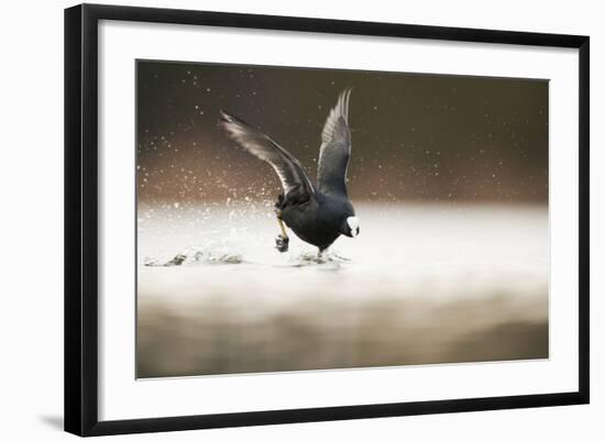 Adult Coot (Fulica Atra) Running on the Surface of a Lake, Derbyshire, England, UK, March 2010-Andrew Parkinson-Framed Photographic Print