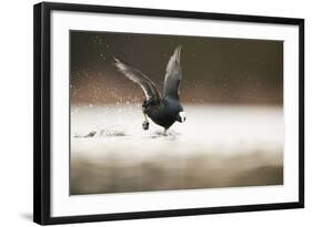 Adult Coot (Fulica Atra) Running on the Surface of a Lake, Derbyshire, England, UK, March 2010-Andrew Parkinson-Framed Photographic Print